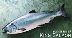 Yukonkingsalmonpiclg_3