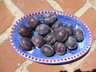 IMG_1251
