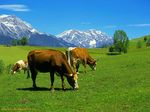CowsPastureGrazingAustria-1