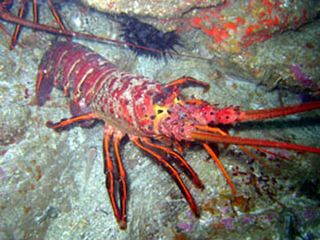 Spinylobster2